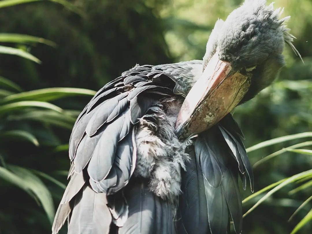 Shoebill stork